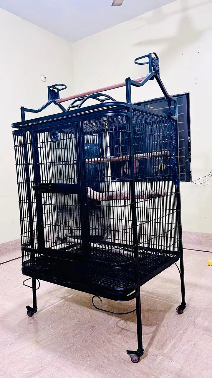 Cockatoo, Grey parrot, Macow cage for sell — photo 5