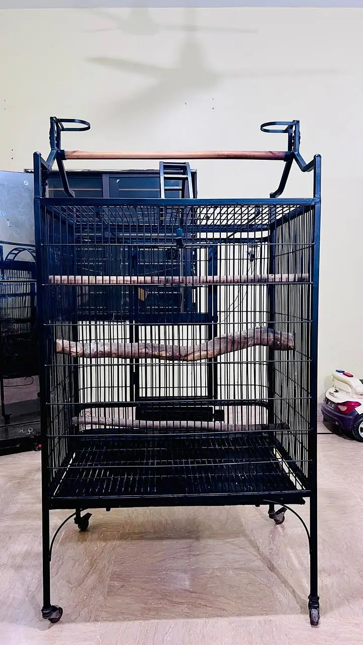 Cockatoo, Grey parrot, Macow cage for sell — photo 6