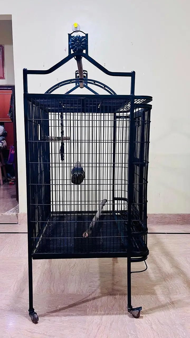 Cockatoo, Grey parrot, Macow cage for sell — photo 7