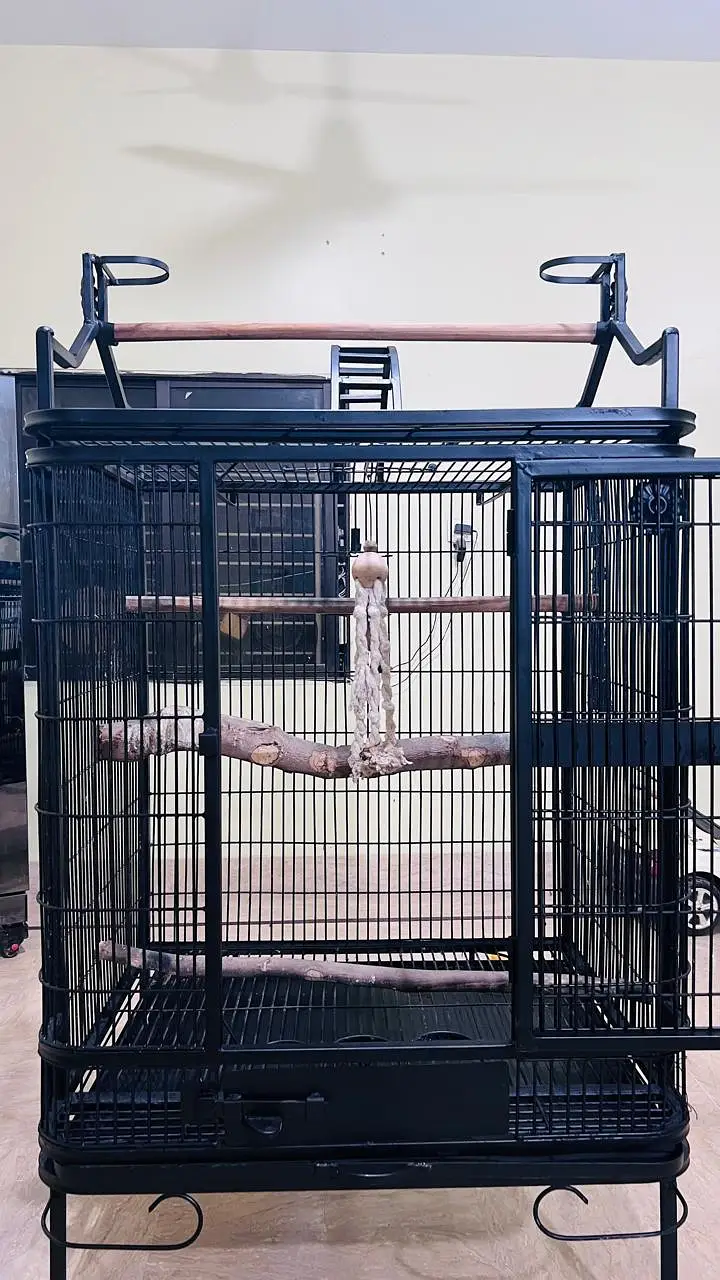 Cockatoo, Grey parrot, Macow cage for sell — photo 8