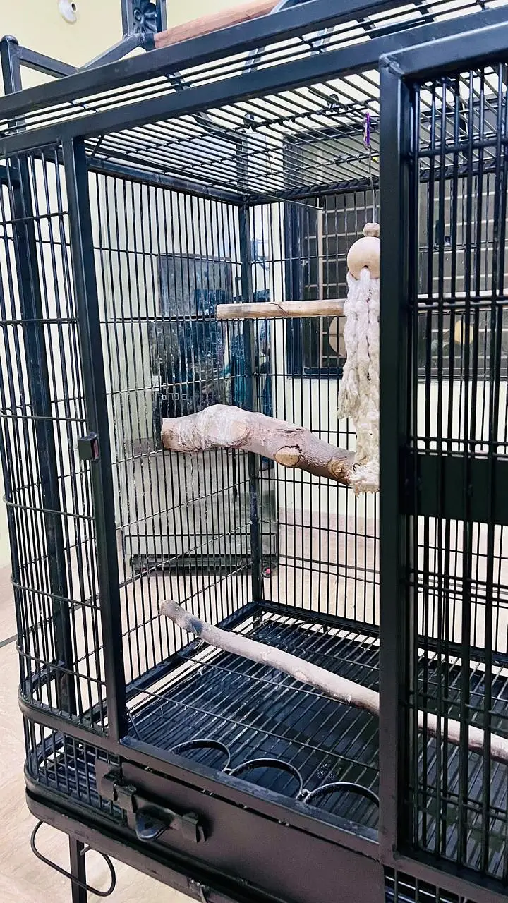 Cockatoo, Grey parrot, Macow cage for sell — photo 9