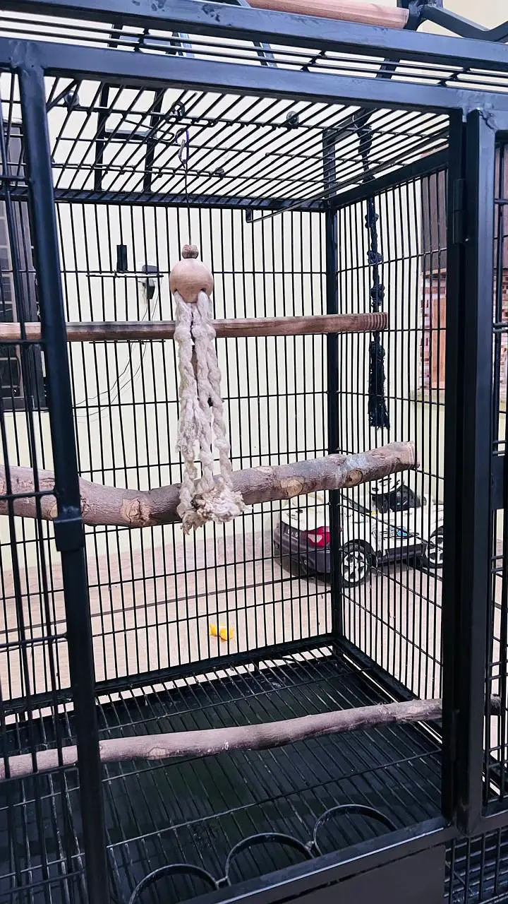 Cockatoo, Grey parrot, Macow cage for sell — photo 10