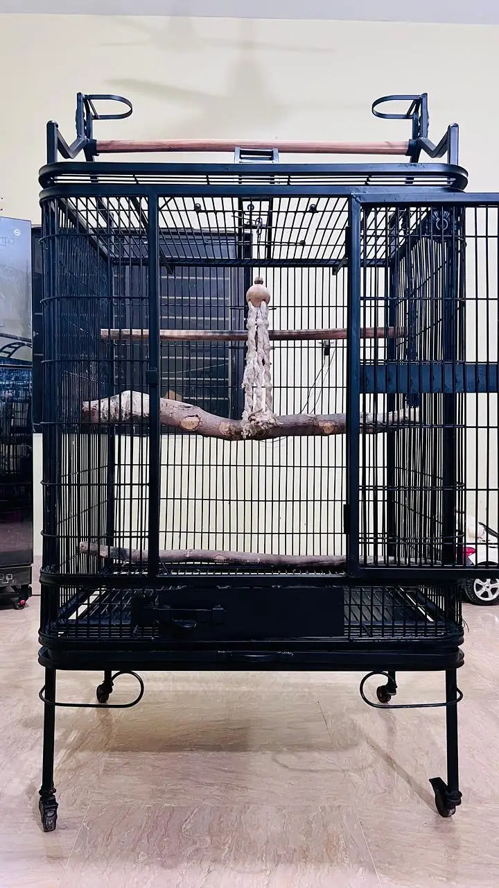 Cockatoo, Grey parrot, Macow cage for sell — photo 11