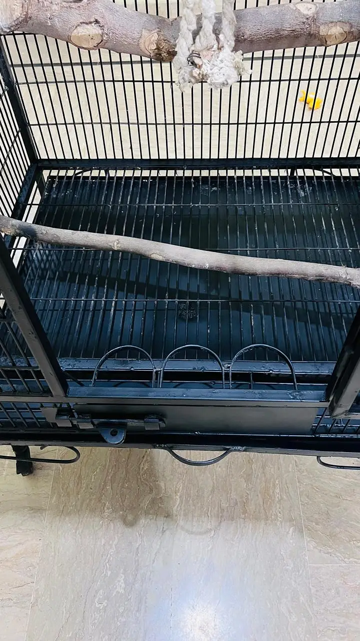 Cockatoo, Grey parrot, Macow cage for sell — photo 12