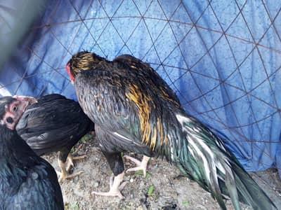 egg laying  aseel lasani, mushka female