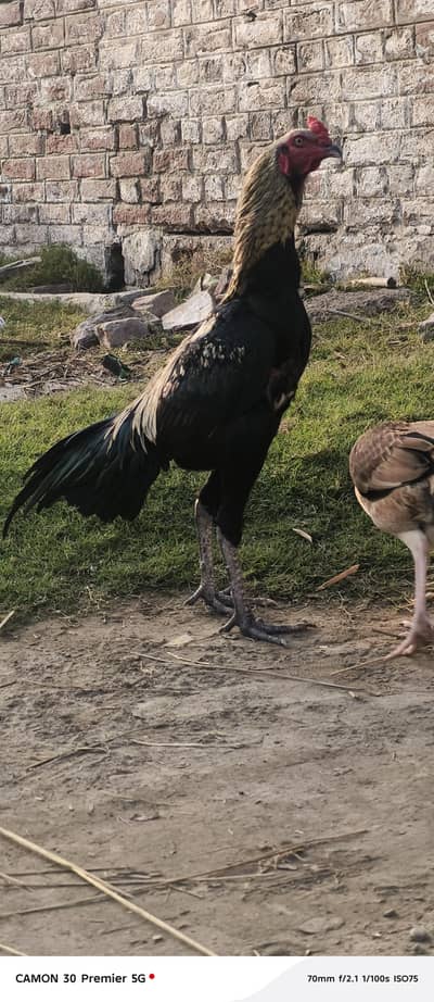 Jawa aseel male for sale