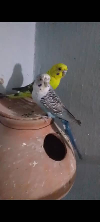 black wing breeder pair