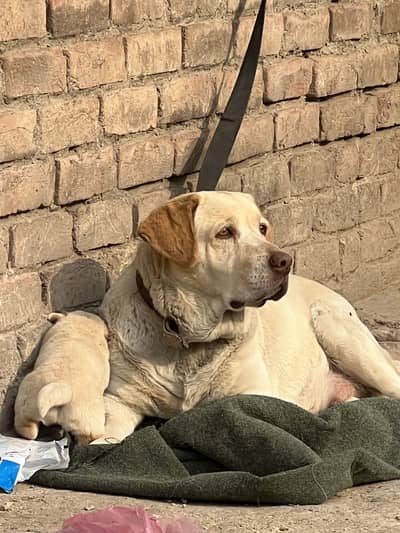 Labrador female pup