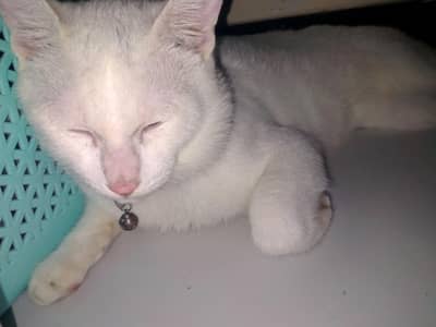 cute cat must loving like a child most most cute