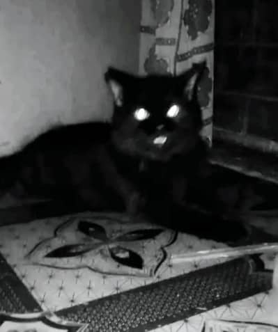 pirsion cat sale point