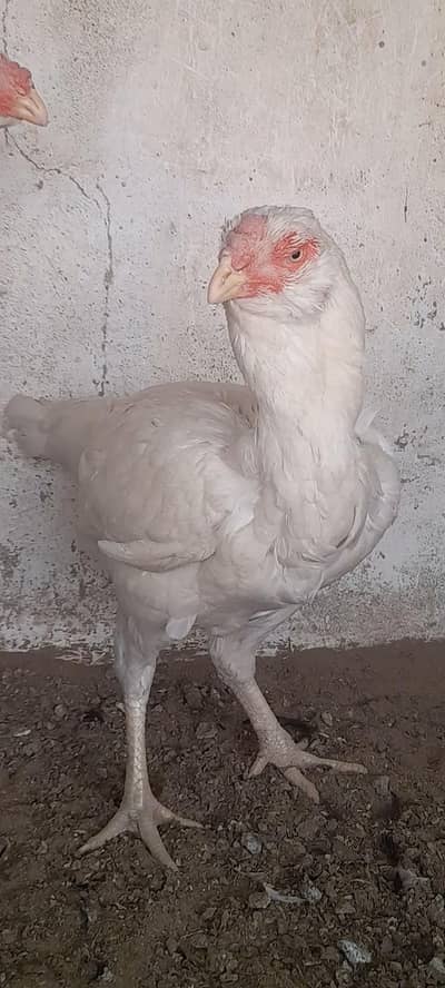 Qandari short beak paper white