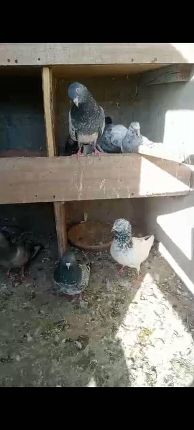 kabli kabutar Hi quality  pair b mil jaenge sub Sat dene Hai