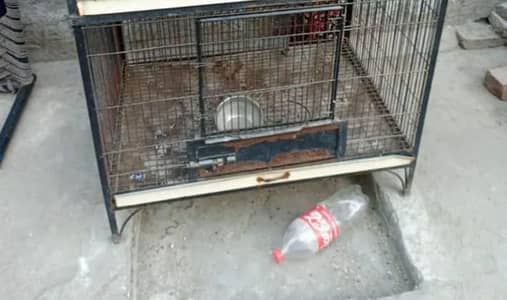 Bird cage for sale