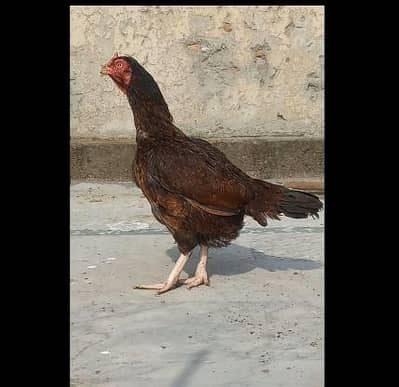 Amroha Aseel Breeder egg laying female 03204143422