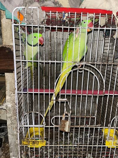 Healthy Raw Parrot for Sale male and female