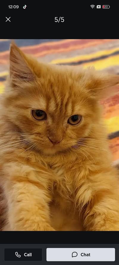 urgent sale bcuz I need money