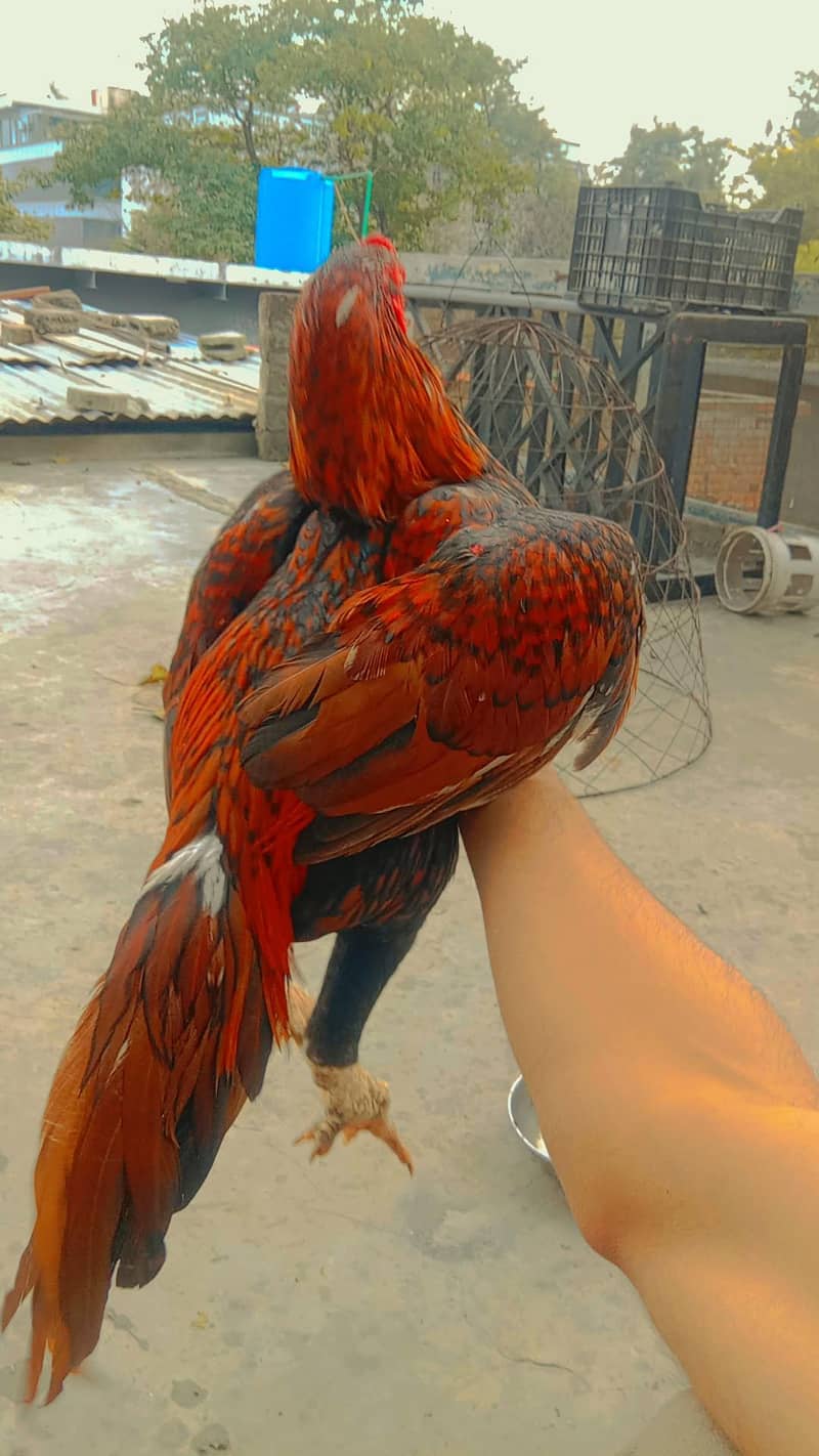 Peela Aseel Patha - Hens - 1111071792