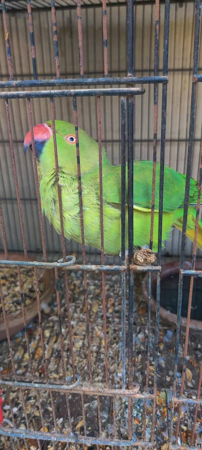 Female Ringneck breeder