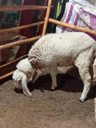 11 mounth dumbi larkana