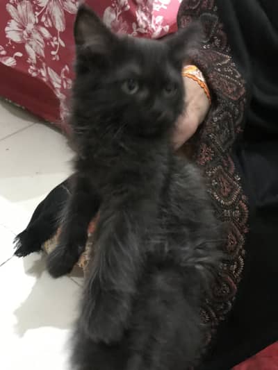 Cat kitten Doll face age 2 months black ma hai