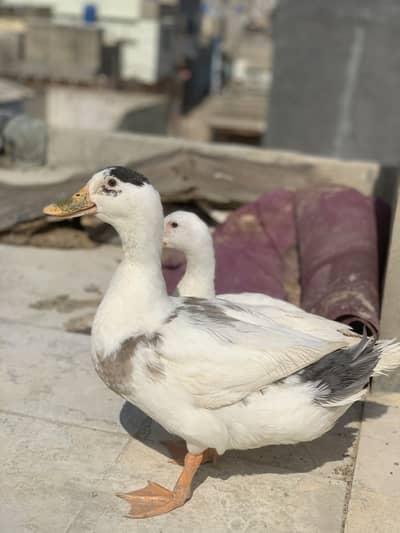 Desi ducks