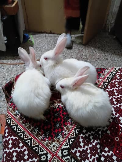 3 baby bunnies