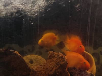 blood parrot fish and  demasoni chiclet