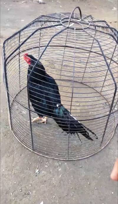 Burmi male black mushka urgent sale is lia kam prize