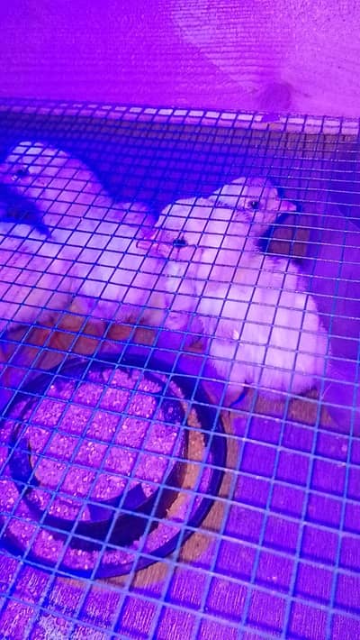 White Heera chicks available for sale