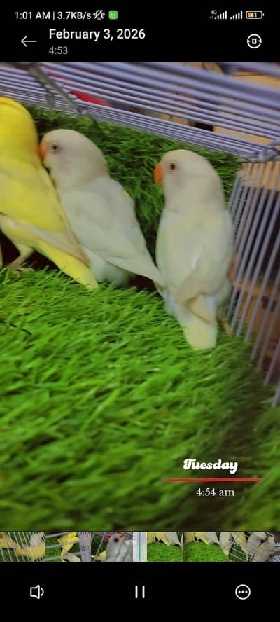 Love Bird Pathy Albino Decino