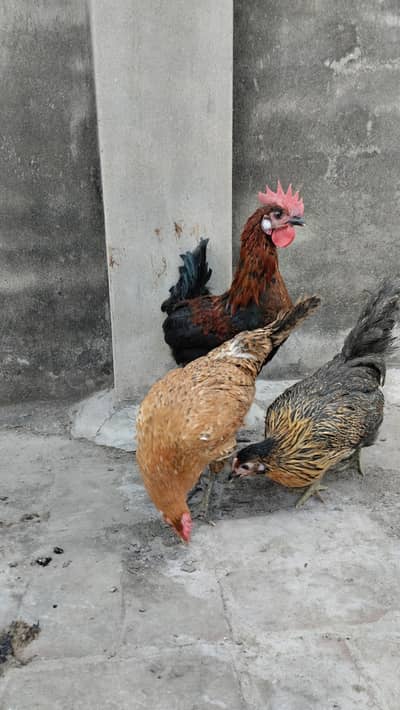 Desi hens 1 male & female