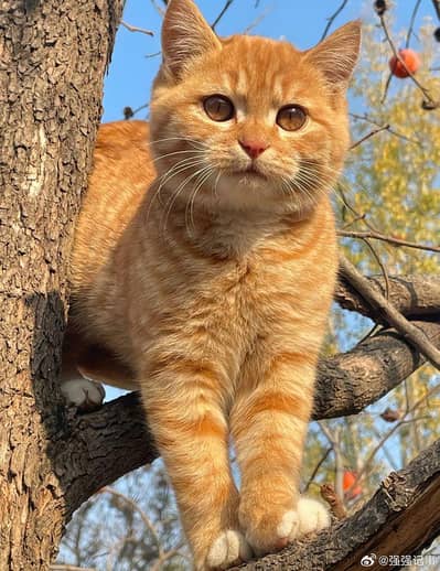 Healthy Orange Persian Mix Cat for Sale – Friendly & Calm
