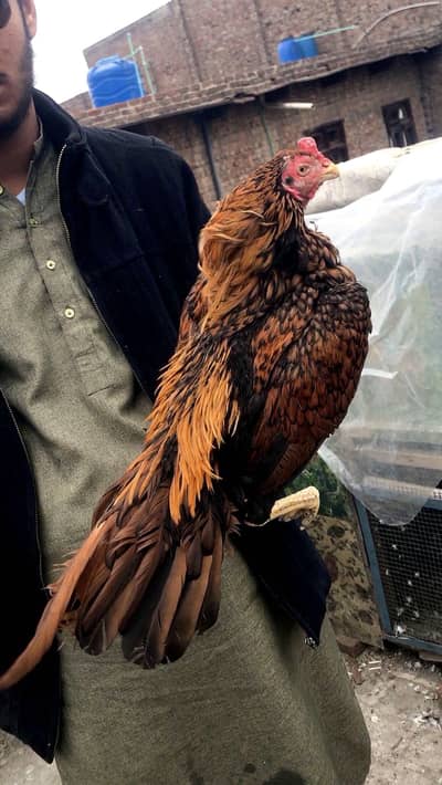 Zero saiz amroha nambr nichy decrption me mily ga