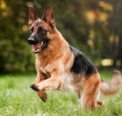 German Shepherd stock hear female Healthy & Powerful/ breed