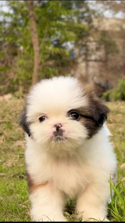 shihtzu puppy 35 day beautiful pair available 03244852242