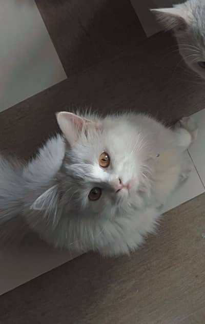 Persian FEMALE cat