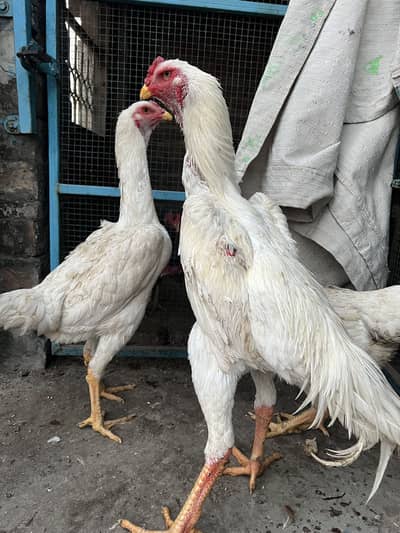 Dragon pakoya male and white shamo chicks