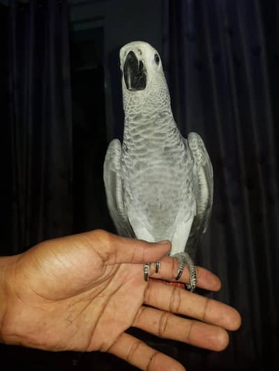 grey parrot red factor