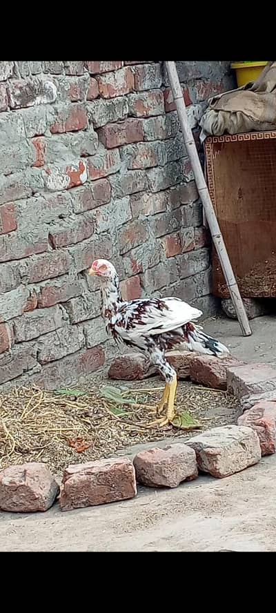 aseel Sindhi male for sale WhatsApp 03416852769
