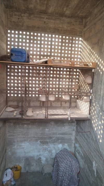 03339650649 is l number per rapta curry