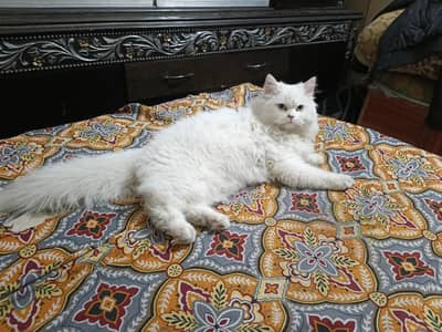 Persian cat male
