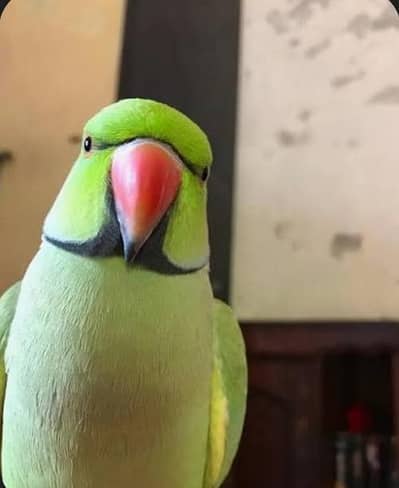 green parrot