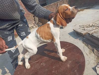 English pointer puppies for sale