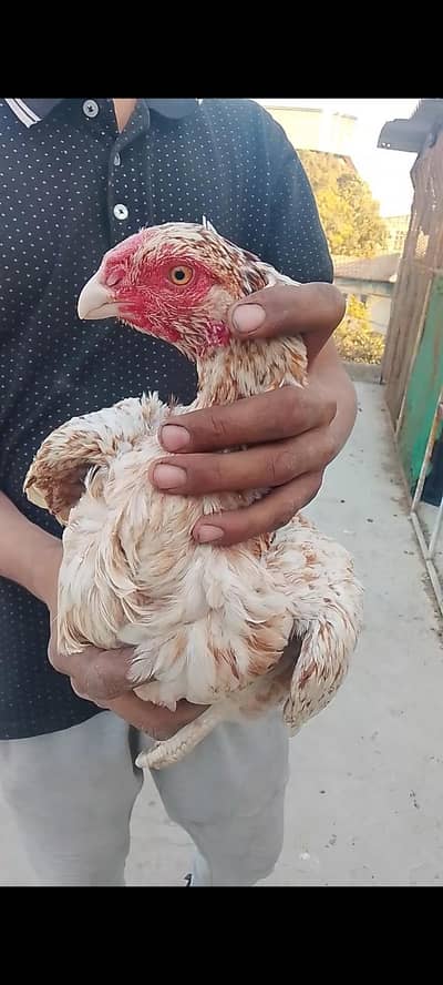 parrot beak cross chick