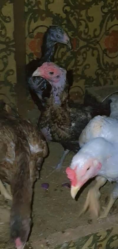 serious buyer contect me