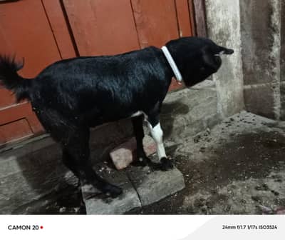 Ablack path 03133792660