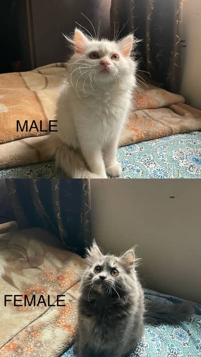 Persian Cat pair for sale