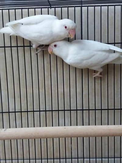 white albino redeyes