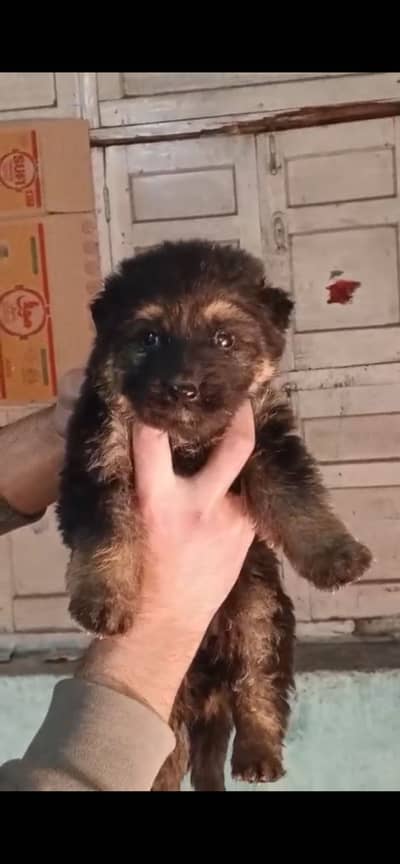 German shepherd  puppies