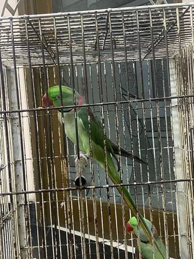 Raw parrot 2 piece with cadge